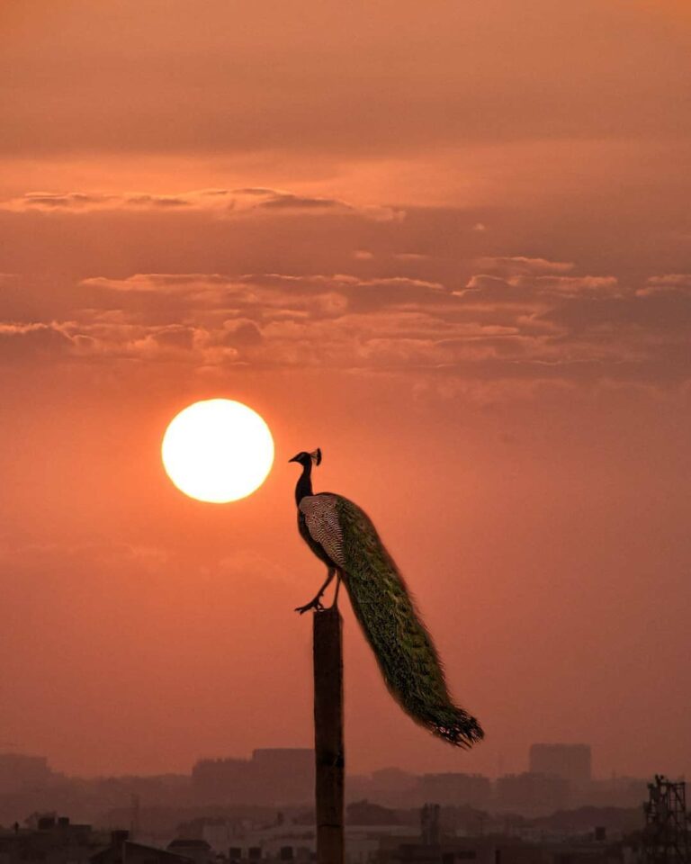 Peacock